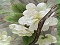 海棠花鳥  （特級精品 收藏品）